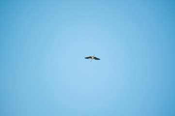 Large bird flying in the sky.