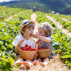 Two little sibling boys on strawberry farm in summer