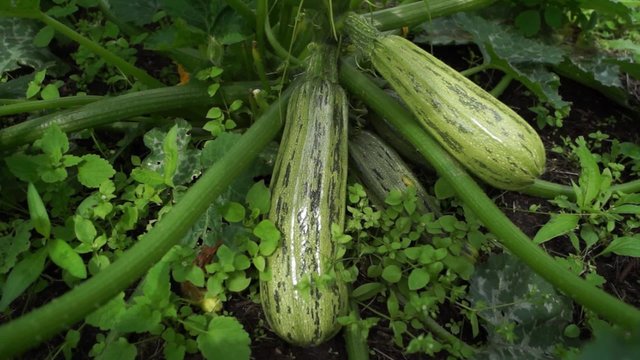 Ripe green zucchini on a bush in a kitchen garden in summer

