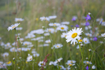 chamomile meadow