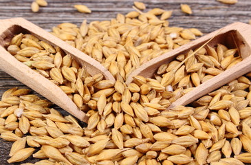 Barley grain with spoon on wooden background