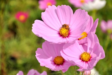 beautiful pink flowers in the garden