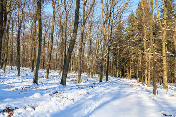 Winterlicher Forstweg im Mischwald