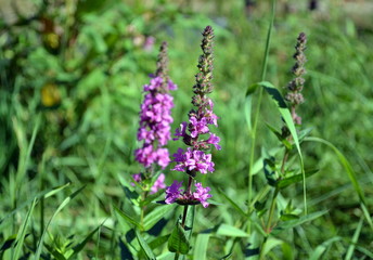 Lila Blüten im Spätsommer