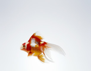 Fototapeta premium 琉金(金魚)