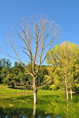 Obraz premium Riserva Naturale del Lago di Canterno - Lazio - Italia