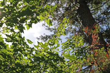 A Day in the Trees