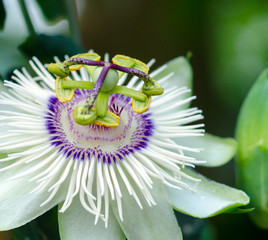 Passionsblume: Passiflora Subpeltata :)