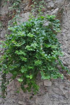 Caper Plant On Wall