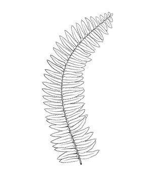Beautiful monochrome, black and white fern leaves isolated. Hand-drawn contour lines and strokes.