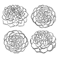 set of beautiful, black and white flower isolated