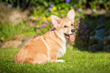 Naklejka na ściany i meble Pembroke welsh corgi puppy sitting in the yard