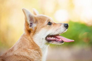 Portrait of pembroke welsh corgi puppy