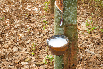 rubber tree