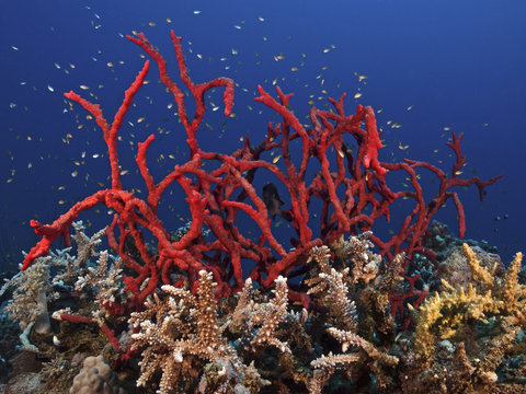 Toxic finger sponge, Giftiger Fingerschwamm (Negombata magnifica)