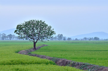 tree in landscape
