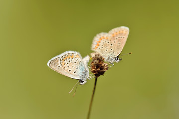 Butterflies copulate on dry flower