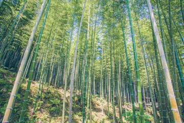 Fototapeta na wymiar Beautiful bamboo forest at Arashiyama touristy district , kyoto
