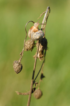 Snail on the dry flower