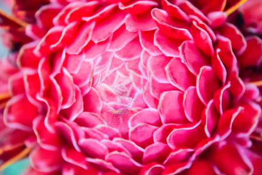Torch Ginger, Etlingera elatior flowers family zingiberaceae (Et