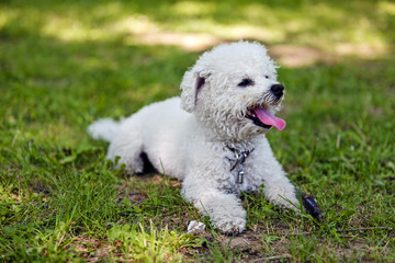 bichon in the park