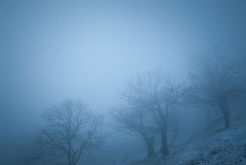 Cold winter landscape with trees surrounded by fog and snow