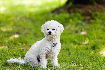 bichon in the park