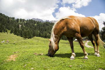 Fototapeta premium Cavallo sulle Dolomiti 