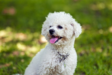 bichon in the park
