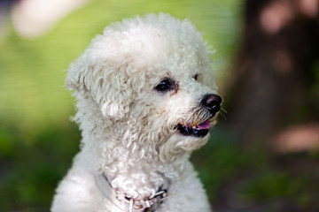 bichon in the park