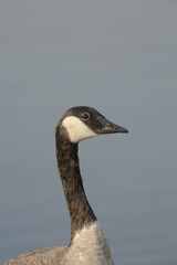 Canada goose (Branta canadensis)