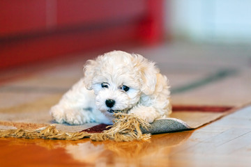 bichon frise puppy © vladimirnenezic