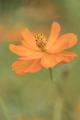 キバナコスモス