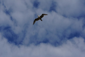 Fototapeta premium ptak na niebie