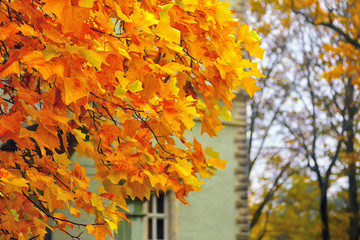 Naklejka na ściany i meble Autumn yellow leaves of maple