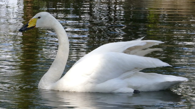 whooper swan on lake
