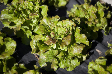 lattuga verde nell'orto