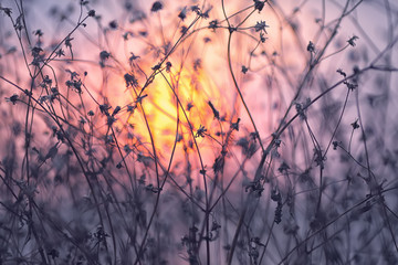 Dry flowers on a background sunset