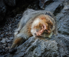 Macaque resting