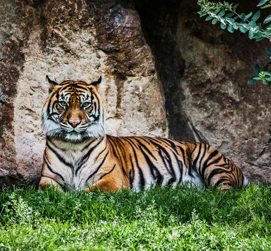 Malayan Tiger