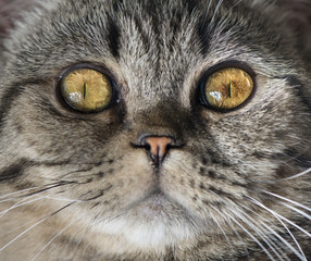 Extreme close up of cat staring