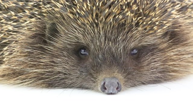 hedgehog white background