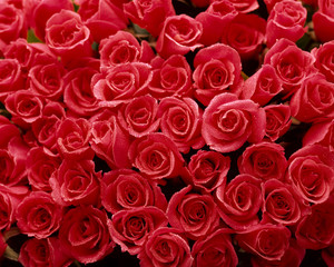 一面のバラの花