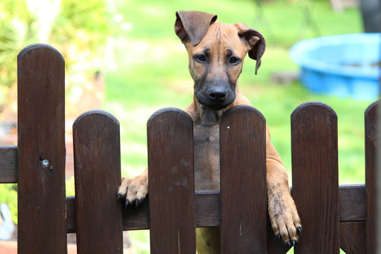 Rhodesian Ridgeback 4 Monate alt schaut &uuml;ber Gartentor