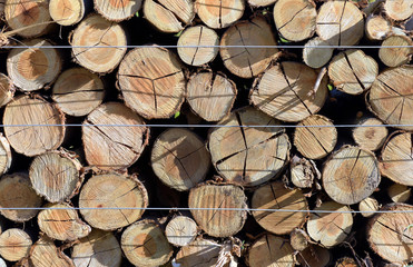 Trunks of trees cut