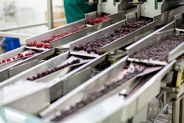 frozen raspberry processing business