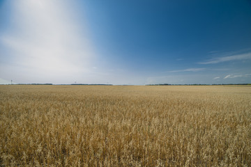 Field at sunset showing the golden grains