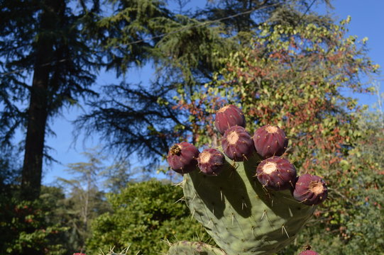 Figues de Barbarie