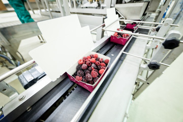 frozen raspberry processing business