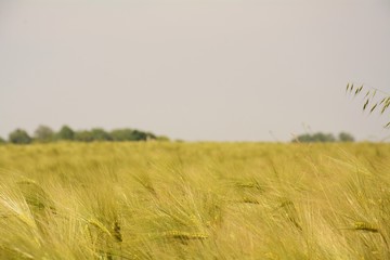 Obraz premium Wheat field and wind